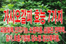 가시오가피순(가시오갈피순) 1kg씩 2개( 1박스 총2kg) 수확당일 산지직송 : 선비가농장
