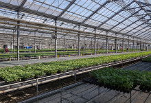 내가 키우는 참외 모종 5주 10주 40주 농장 취미 베란다 텃밭 : 한입두잇