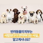 강아지배변패드대형 애견배변패드 반려견 100매 : 클래스쇼핑