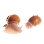 금와 달팽이 한쌍 : 숲속곤충마을