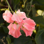 가든스윗피 캔들&디퓨저 향 (YC Type C/D F.O) / 25ml : 네이처인그리디언트