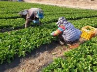 강원도 홍천 명이 산마늘 잎명이 생명이나물 1kg 봄 나물 산채 산나물 자연산 무공해 무농약 : 한솔산채농장