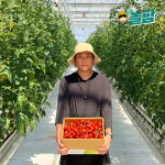 [놀팜]특상급 대추방울토마토 2,5kg 5kg 다이어트 아산도고 건강간식 토마토 농장 요리 효능 주스 : 노는아빠의 놀팜
