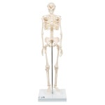 88cm 미니전신골격 사람뼈모형 전신인체 해골 필라테스, 헬스장, 정형외과 A18 : 메디케어팜