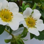 순희딸기 농장직송 설향 딸기 1.5kg : 순희딸기