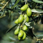 [본사직영] [26년] 피숄린 프랑스 르올리보 고소한 햇올리브 르올리브 : 고소한 프랑스 올리브