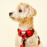 [아띠지기] 텐션 보호 쿠션 아띠가드 : 아띠지기