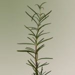 아로마티카 로즈마리 스칼프 스크럽 165g 두피 각질 스케일링 : AROMATICA