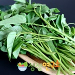 지리산 전남 구례 공심채 공심채볶음 모닝글로리볶음 1kg : 싱싱 연구소