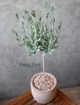 외목대  로즈마리, 마리노 라벤더 빈티지토분 허브화분 : Forest Floor