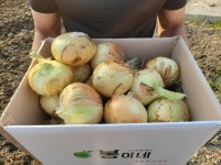 국산 햇양파 하우스 양파 3kg 5kg : 봉이네농장