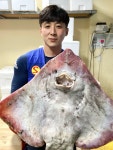 흑산도 싱싱 삭힌 홍어 회 7kg 8kg 국산 목포 삼합 : 신안해태수산