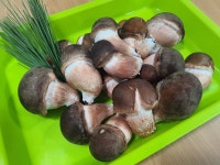 [원탑] 산지직송 직접 수확 맛있는 참송이버섯 못난이(파지) 1kg : 원탑농원 참송이버섯