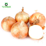 농협공판장 정성드린 신선 양파 5kg(특품) : 예찬닷컴
