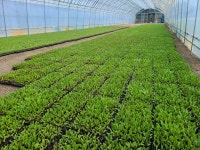 비트 모종 200구 1판 : 우솔농장