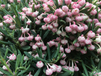 야생화 각시석남 블루아이스 C2포트 - 늪지로즈마리 각시석남 애기진달래 지피식물 노지월동 : 더잭팜