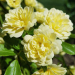 목향장미 루테아 찔레장미 덩굴성 : 헬로 트리