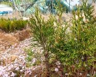 에메랄드 그린 (삽목 2년 털이묘) 묘목 상록수 조경수 울타리 정원수 측백나무 : 송학농장