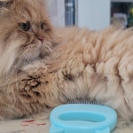 SCRATCH CRAW BRUSH FOR PET 강아지긁개 : 블루하임