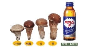 참송이버섯 유기농 선물용 가정용 1kg 국내산 송이버섯 식감 : 버섯지기