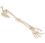 [3B 견갑골 및 쇄골을 포함한 팔 모형 A46] 골격모형 손뼈 요골 척골 뼈모형 실습 학습 한의원 의원 병원 정형외과 : 알리플러스