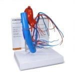 심장 관상동맥모형 G2575 혈관모형 : JJ코퍼레이션