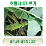 호랑나비애벌레2마리 : 생물농장