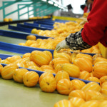 성주 참외 농장 직송 3kg 꿀 가정용 선물용 5kg 10kg 꼬마 고당도 : daily스토어