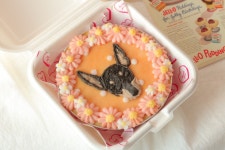 원두네 멍냥백서 강아지 케이크 화식 수제간식 영양식 : 원두네 멍냥백서