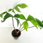 크로리다뷰티 실내화초 휘귀식물 다육 화분 화웨농장직송 : 코리아쇼핑.