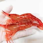 자연산 활 독도새우 꽃새우 산지직송 당일발송 600g 1kg : 어멍상회