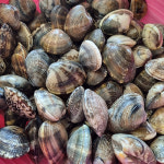 남해안 고흥 할매손 참바지락 2kg 명품바지락 : 산지직송 미르농수산