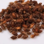 도꼬마리 건재 500g 효능 독고마리 열매 씨 창이자 도꾸마리 도코마리 먹는법 도꼬마리차 : SMARTPET