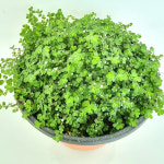 천사의눈물 실내화초 다육 화분 화웨농장직송 : 코리아쇼핑.