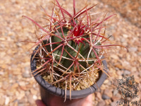 신선옥 아프리카식물 실생 선인장 다육식물 특이한 개업 화분 선물 : 선인장사랑