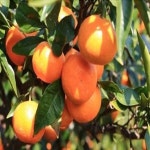 귤나무(조생귤)/접목2년/묘목/k0707 : 카카호호1