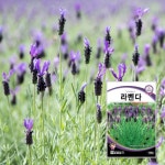 허브 씨앗 모음 / 카모마일 라벤다 스테비아 타라곤 보리지 소렐 오레가노 딜허브 루허브 바질 페퍼민트 허브키우기 : 팜가든랜드