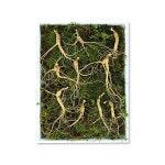 6년근 음성 수삼 산양산삼 7뿌리 : 청풍명월장터