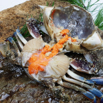 당일조업 제철 생물 봄 가을 꽃게 1kg 태안 알베기 암 숫꽃게 냉동 절단 : 장군농수산