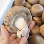 유기농 생표고버섯 500g 1kg 건표고 파지 선물용 표고버섯 선물세트 국내산 하품 : 버섯지기