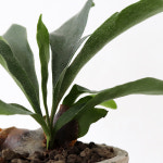 키우기 쉬운 감성 인테리어식물 스파티필름 / 아스파라거스 / 박쥐란 : 코지그린