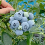 26년 국산 블루베리 무농약 햇 생블루베리 블루베리생과 1kg : 공주 삼형제농원