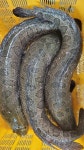 동부민물수산 가물치 국내산 신선한 수산물 민물생선 1kg : 동부민물수산