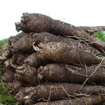 국내산 100% 후금이네 더덕 참더덕 1kg 대 18-23뿌리내외 : 진생마트