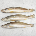 민어조기 뾰조기 반찬고기 손질생선 제수용 자갈치닷컴 업소용 생선도매 : 자갈치닷컴