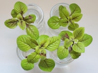 수경식물, 수경재배로 뿌리내린 무늬 스웨디시 아이비 1번~4번 (동일식물배송) : 소원마당