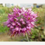 (성실JS)두메부추모종(포트) 20개 : 성실원예