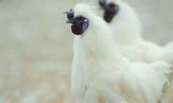 백봉오골계즙 (홍삼기력회복체험7봉)+초란10알드림(일주일 체험 맛보기)진액 엑기스 신제품90% : 백봉오골계강촌가정리