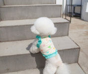 강아지 고양이 요미 크롭 티셔츠 : 하이쥬디