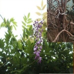 (SR소망)등나무 묘목(R2-3센치) 1그루 : 소망원예농원